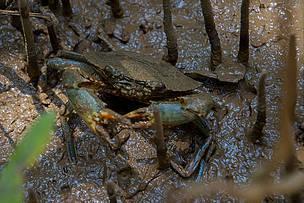 La filière crabe durable pour l'avenir des mangroves de Manambolo Tsiribihina