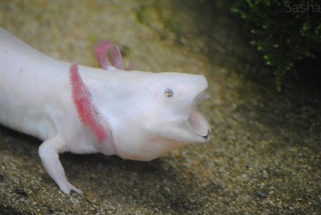 1 - Axolotl.