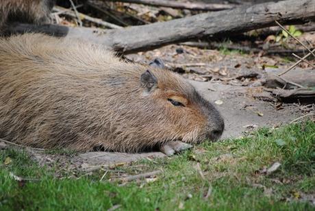 1 - Capybara.