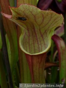 Une plante carnivore, le sarracenia