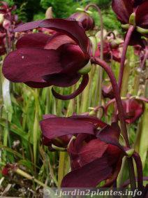 Une plante carnivore, le sarracenia