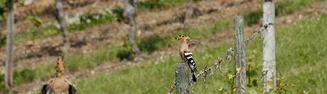 Oh my Food La santé ça se cuisine !