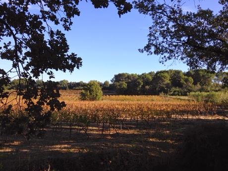 Images d'automne dans le Gard #30