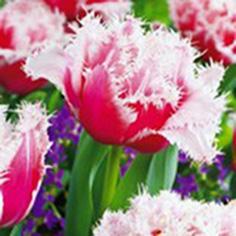 tulipe-dentelee-double-queensland-bulbes