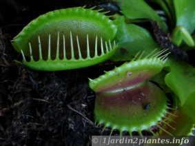 Une plante carnivore: la dionée ou attrape-mouches.