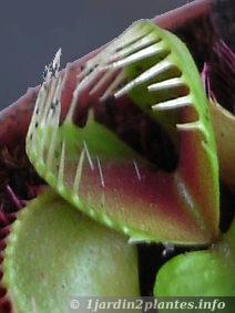 Une plante carnivore: la dionée ou attrape-mouches.