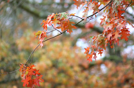 Se tenir à carreaux – French Curves Challenge blog-mode-nantes-parc-grand-blottereau