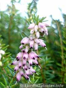 Une plante arbustive ou couvre-sol: la bruyère.