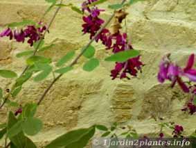 Un arbuste fleuri: l' indigofera