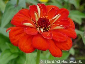 Les fleurs de zinnia: culture et entretien