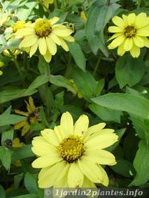 Les fleurs de zinnia: culture et entretien