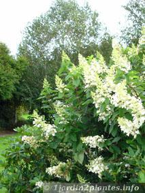 Un arbuste fleuri: l' hydrangea.