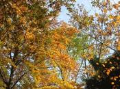 chalarose frêne arrivée... chez