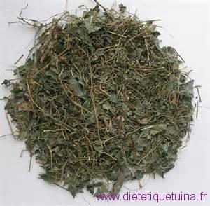 Tout savoir sur Jiaogulan, l’herbe de l’immortalité