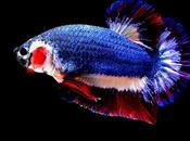 Siamese fighting couleurs drapeau thaïlandais adjugé pour 53.500 baht