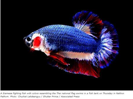 A Siamese fighting aux couleurs du drapeau thaïlandais adjugé pour 53.500 baht