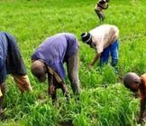 Un revenu minimum garanti pour une révolution agricole africaine
