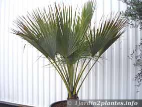 Un palmier d'ornement, le palmier bleu du Mexique