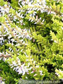 Petite plante de terre de bruyère: la calluna vulgaris