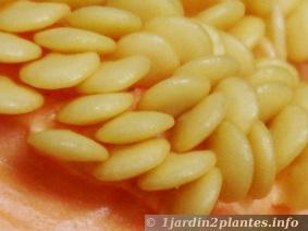 Un fruit multicolore: le poivron