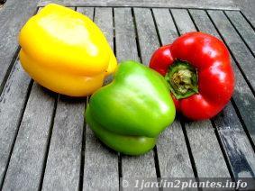 Un fruit multicolore: le poivron