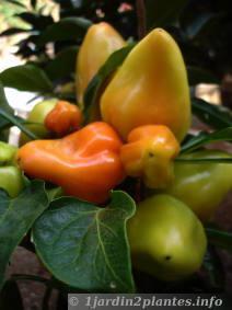 Un fruit multicolore: le poivron