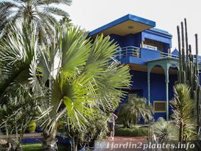 Le palmier de Bismarck aux feuilles argentées