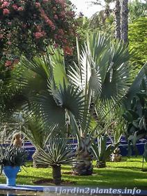 Le palmier de Bismarck aux feuilles argentées
