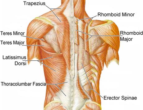 dos anatomie