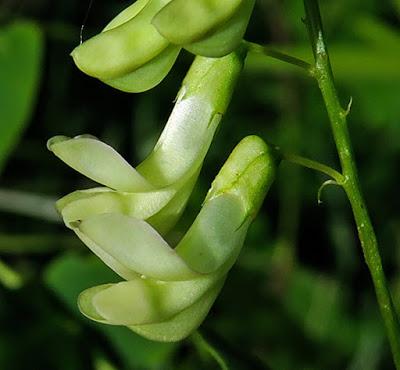 Vesce à feuilles de pois (Vicia pisiformis)