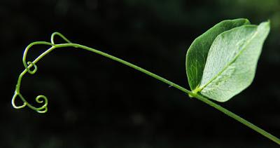 Vesce à feuilles de pois (Vicia pisiformis)