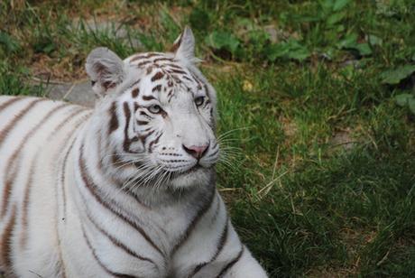 CERZA (6) : Les animaux Eurasiatiques 8 - Tigre blanc.