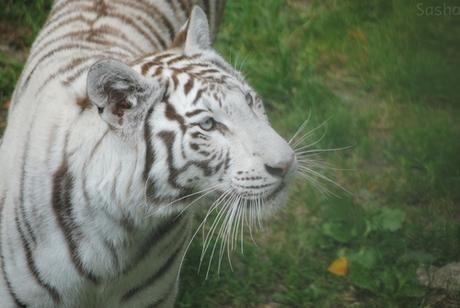 6 - Tigre blanc.