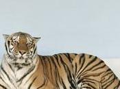 Union Analogtronics Cheetah City @@@@½