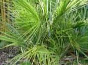 palmier rustique, nain (chamaerops humilis)