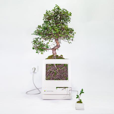 Monsieur Plant © 2017 • Plant your Mac! • Macbonsaï • Macintosh Classic / 1990 • Ulmus parvifolia / 16 years