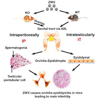 #Cell #viruszika #testicule #cytokine #infertilité Le virus Zika cause des dégâts au niveau testiculaire et rend les souris mâles infertiles