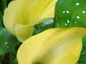 particularité arum (Zantedeschia) nombre important coloris fleurs