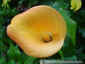 La particularité de cet arum (Zantedeschia) est un nombre important de ses coloris de fleurs