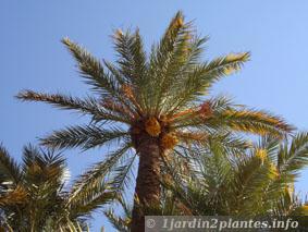 Un palmier fruitier, le palmier dattier