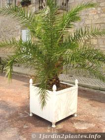 Un palmier d'ornement, le palmier des Canaries