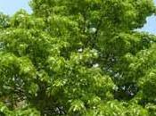 arbre rustique: tilleul