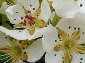 arbre fruitier: poirier