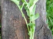 culture radis, blanc, rose noir