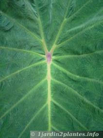 Un bulbe à feuilles énormes: le colocasia