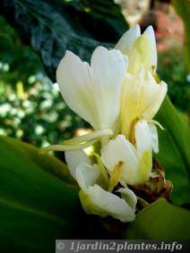 Une fleur parfumée: l' hedychium ou gingembre blanc