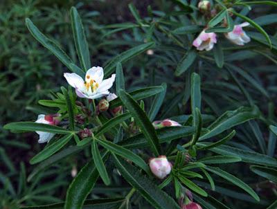 Oranger du mexique (Choisya x dewitteana)