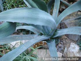 L'agave est une plante succulente pour rocaille sèche