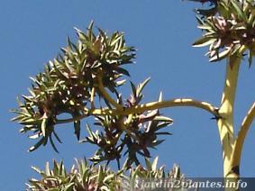 L'agave est une plante succulente pour rocaille sèche