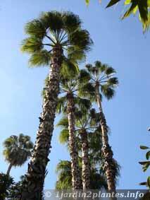 Un palmier décoratif: le palmier de Californie ou washingtonia filifera